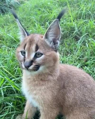 ? Caracal Ear Wiggle