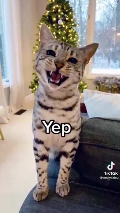 Pretty Kitty Boop