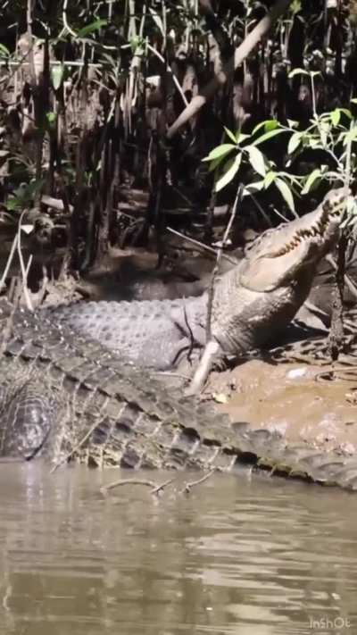 ? Vocalizations of a saltwater crocodile