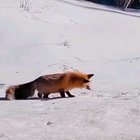 ? Foxy Does A Danger Dive ??