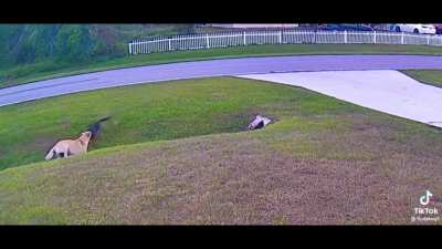 Dog saves his kid from blitz attack