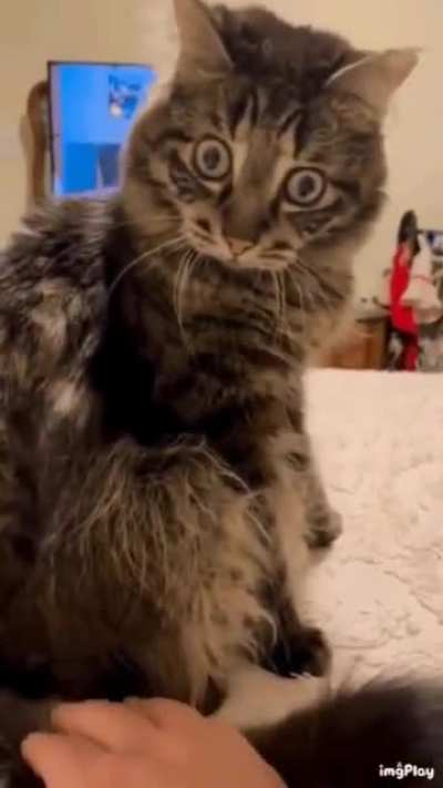 Pet the cat