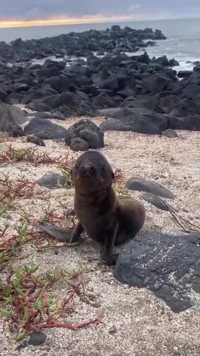 ?A visit from baby sea lion in Ecuador! ?