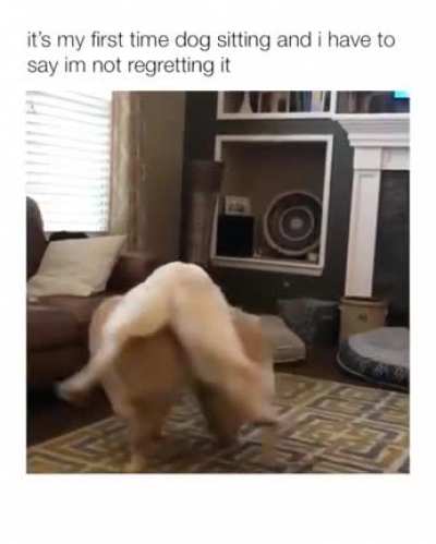 dogsitting