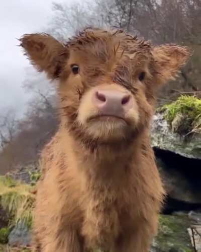 Fluffy little cow in Norway ?