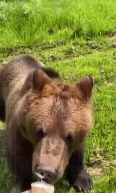 ? A bear chasing a man for icecream