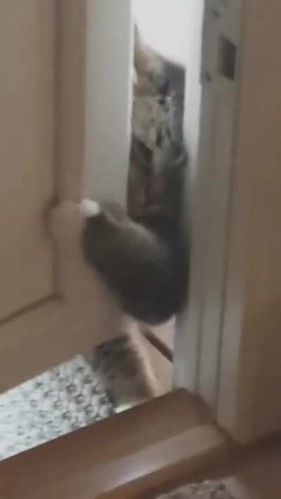 My neighbour's cat, they're not friends