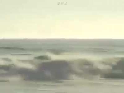 Shark-powered surfing bruh ???
