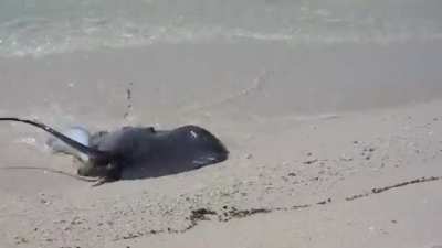 A shark going after a very pissed off stingray.