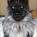 If a royal bloodline exists for domesticated cats, Vivo is their King.