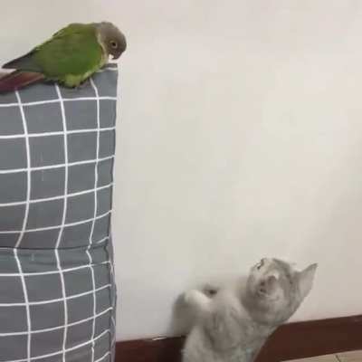 "I was just checking the wall"