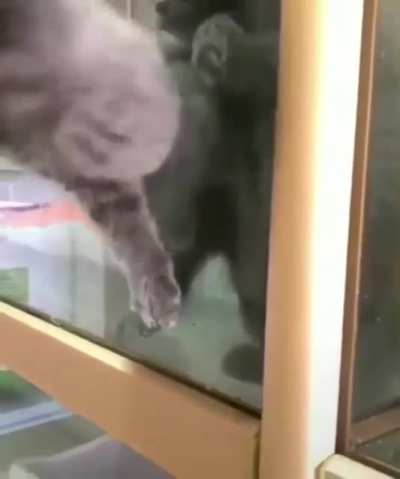 A great escape