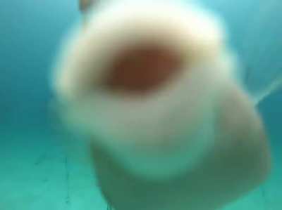 ? Sometimes the wildlife thanks us for restoring their coral reef homes! This Cowfish came to find us in our Tavernier Nursery to show some extra love!