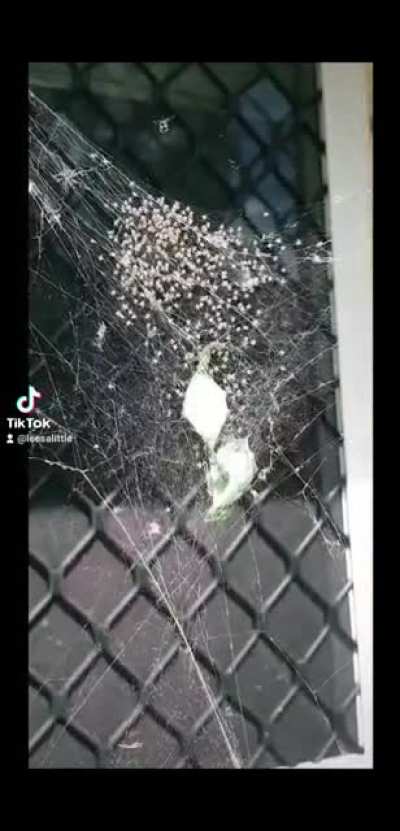Some arachnophobia cringe ??