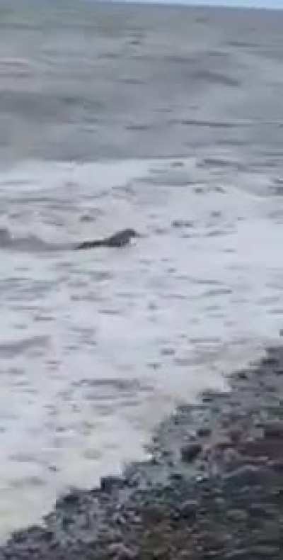 ? Rabbit emerges from the ocean. We have officially gone mad.