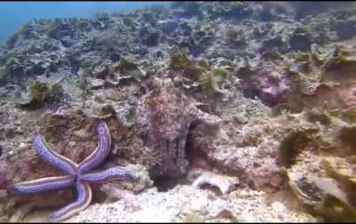 ? Octopus punches a fish