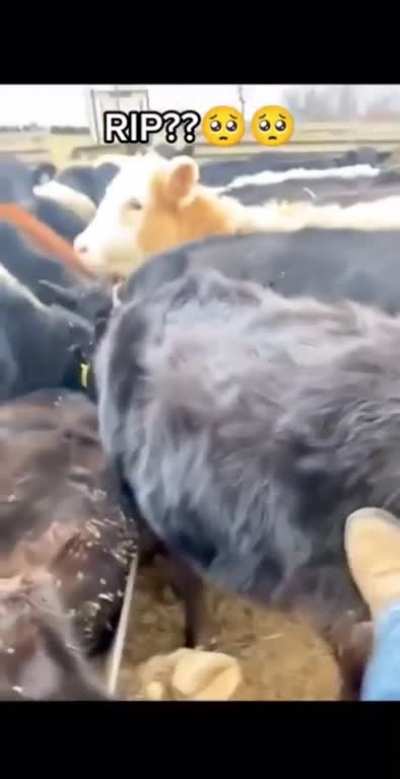 Poor cow