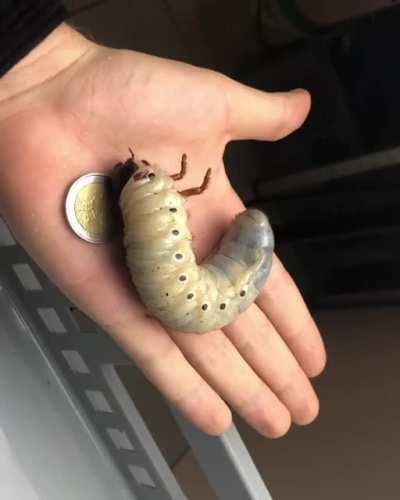 ? Life of a Hercules Beetle