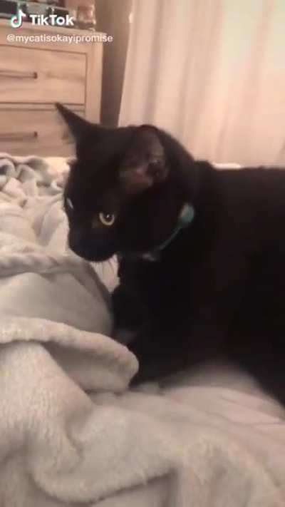 yo i think that cat died..
