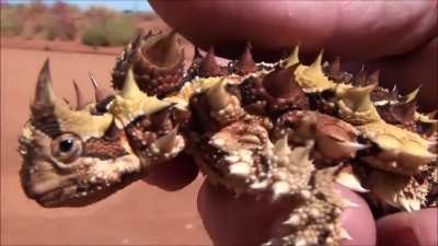 ? Australia's Dragon-Like 'Thorny Devil' Lizard ??