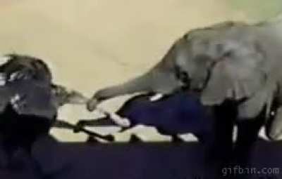 Pecking an elephant’s trunk