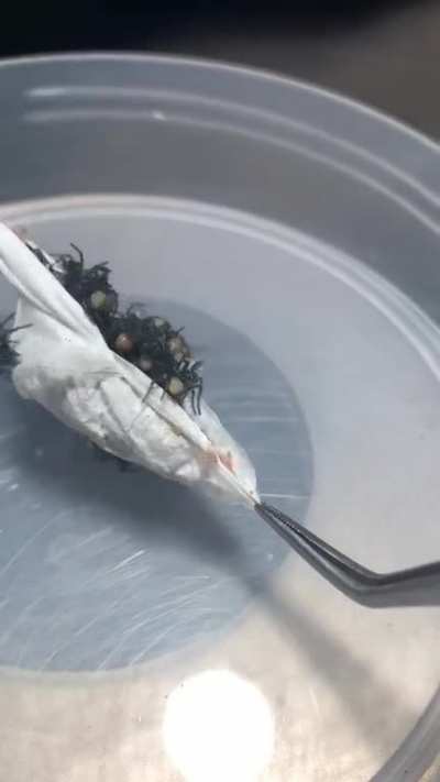 Australian park breeding highly venomous spiders....
