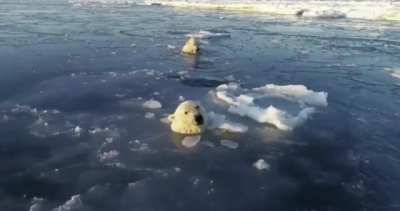 ? Polar bears try to sneak up on a drone