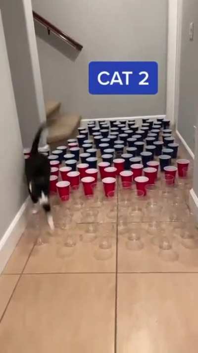 Cat 3 went for it ???