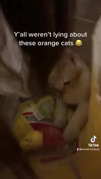 Orange cats are something else ?