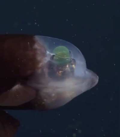 ? Transparent-headed Barreleye Fish.