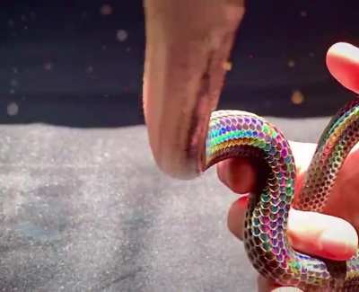 ? Sunbeam snake, a highly iridescent semi-aquatic species from Asia ?