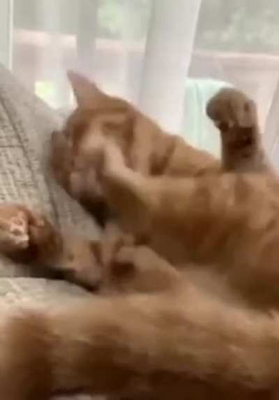 To clean his own paw!