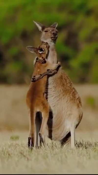 ? Baby kangaroo hugging its mom.