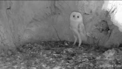 Baby barn owl hearing thunder for the first time