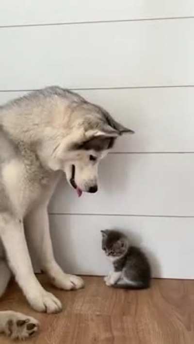 An unlikely friendship ?