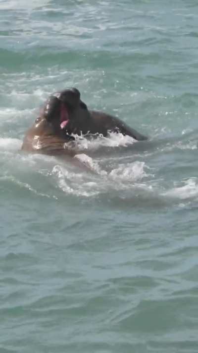 ? Southern Elephant Seals Fighting to Control the Beach
