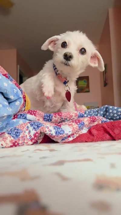 If you stop petting Molly she waves her paw to ask you to come back. ?