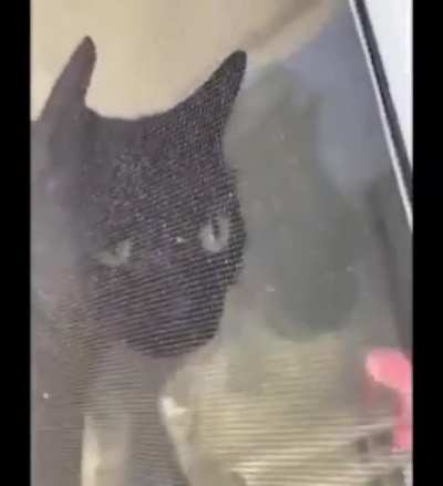 Kitty got stuck.