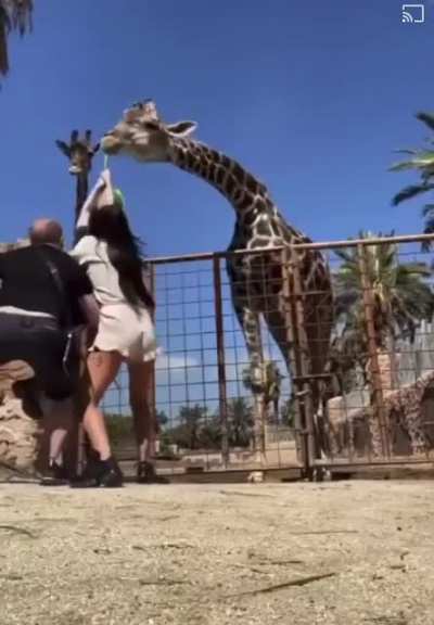 To feed a Giraffe