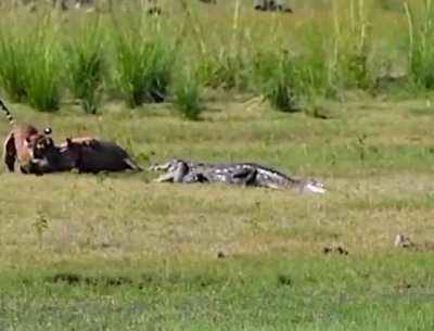 ? Tiger vs Boar and then a Croc shows up