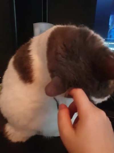 I think my cat wants something.