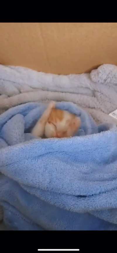 I think this little guy belongs here?