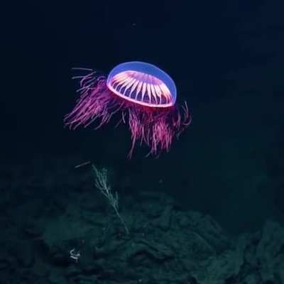 ? A jellyfish