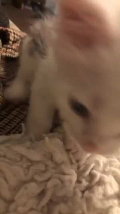 everyone meet Zuzu ?