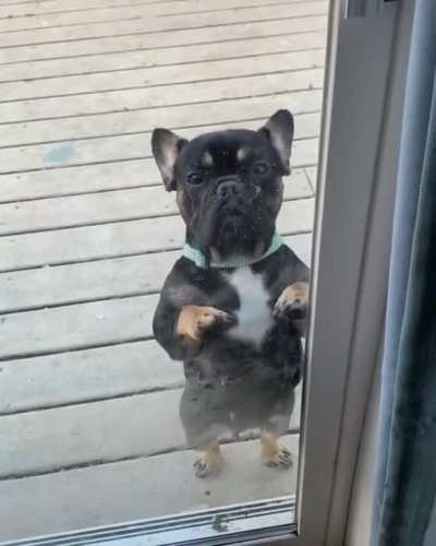 Derpy Doggy Dance