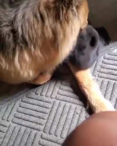 Good boy and his smol friend