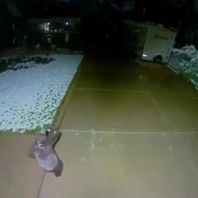 ? Security camera caught a bear cub trying to catch snowflakes ❄️
