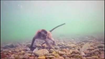 ? Monkeys under water