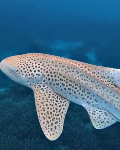 ? A stunning Zebra Shark ?