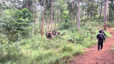 ? crazy noises from a happy elephant family